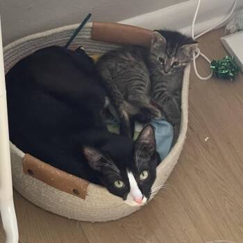 Lilith 27 -  Domestic Short Hair Cat for Adoption in Austin, Texas - Lilith 27 | PetCurious