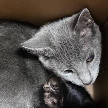 Lemmy -  Domestic Short Hair Cat for Adoption in Tampa, Florida - Lemmy | PetCurious