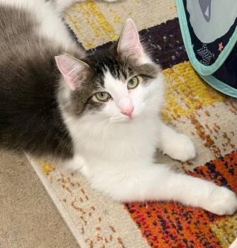 Crowley -  Domestic Long Hair Cat Available for Adoption in Napa, California - Crowley | PetCurious