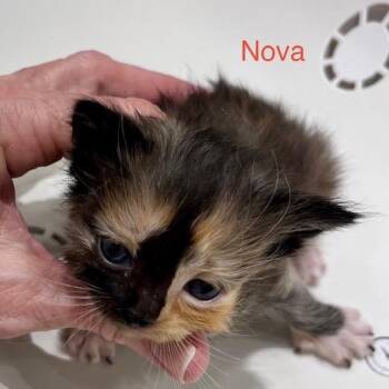 Nova -  Domestic Medium Hair Cat for Adoption in League City, Texas - Nova | PetCurious