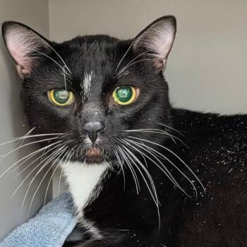Reginald -  Domestic Short Hair Cat for Adoption in Reno, Nevada - Reginald | PetCurious