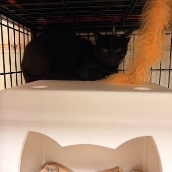 2.Stacy -  Domestic Short Hair Cat for Adoption in Columbus, North Carolina - 2.Stacy | PetCurious