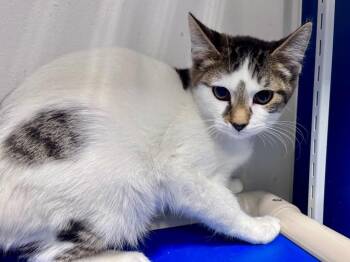 Colton -  Tabby Cat for Adoption in Powell, Ohio - Colton | PetCurious