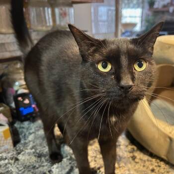 ZHIMM -  Bombay Cat for Adoption - ZHIMM | PetCurious