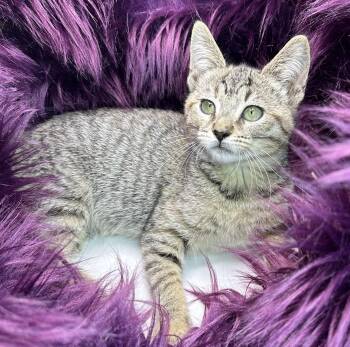 Domestic Short Hair and Tabby Cats Available for Adoption - Chorillana | PetCurious