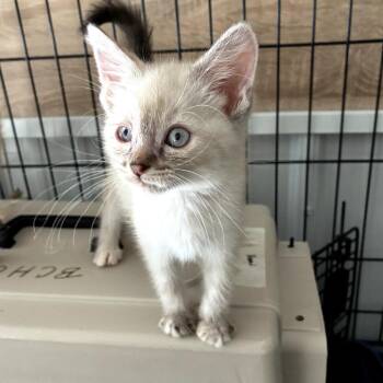 Chai -  Domestic Long Hair Cat Available for Adoption in Mondovi, Wisconsin - Chai | PetCurious