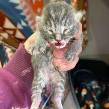 Lord Sterling -  Domestic Short Hair Cat Available for Adoption in Winchester, Virginia - Lord Sterling | PetCurious
