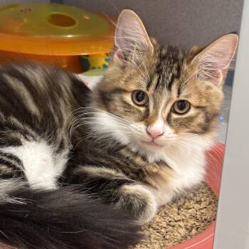 Brogan -  Domestic Long Hair and Tiger Cat for Adoption in Batavia, New York - Brogan | PetCurious