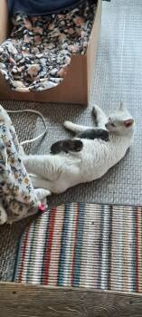 Rescue Domestic Short Hair Cats for Adoption in Lincoln Park, Michigan - Patches | PetCurious