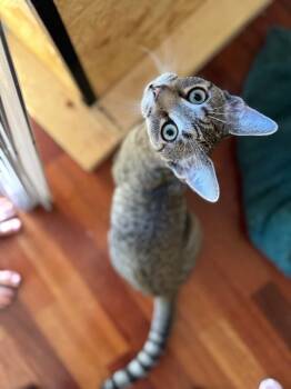 Rescue Domestic Short Hair Cats for Adoption - Emmy | PetCurious