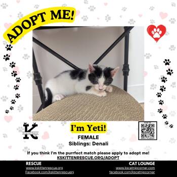 Yeti -  Domestic Short Hair Cat for Adoption in OSBORNVILLE, New Jersey - Yeti | PetCurious