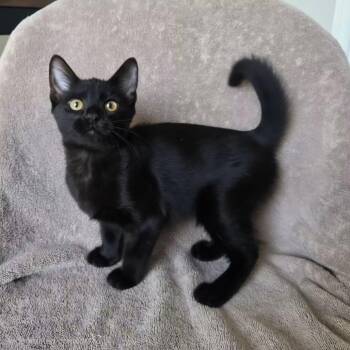 Angelica Pickles -  Domestic Short Hair Cat for Adoption in Union, Missouri - Angelica Pickles | PetCurious