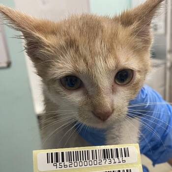 Harley Quinn -  Domestic Short Hair Cat for Adoption in Charleston, West Virginia - Harley Quinn | PetCurious