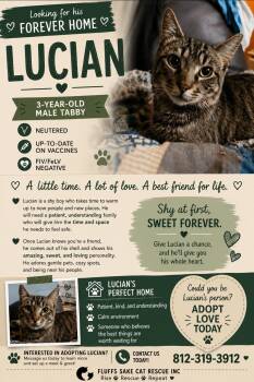 Lucian -  Domestic Short Hair Cat for Adoption in Central City, Kentucky - Lucian | PetCurious