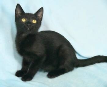 Rescue Domestic Short Hair Cats for Adoption in Morton Grove, Illinois - Odette | PetCurious