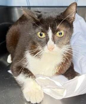 Domestic Short Hair Cats Available for Adoption in Fort Lauderdale, Florida - CHARISMA | PetCurious