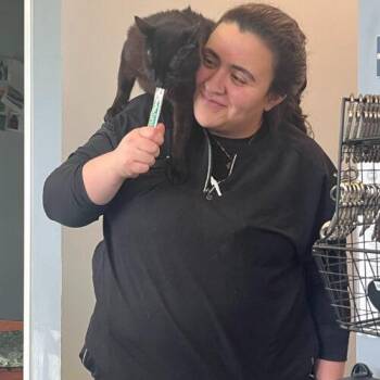 Bombay and Domestic Short Hair Cats Available for Adoption - Geovanni | PetCurious