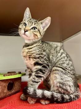 MAGGIE -  Domestic Short Hair Cat for Adoption in San Francisco, California - MAGGIE | PetCurious