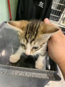 BISCUIT -  Domestic Short Hair Cat for Adoption in Grand Prairie, Texas - BISCUIT | PetCurious