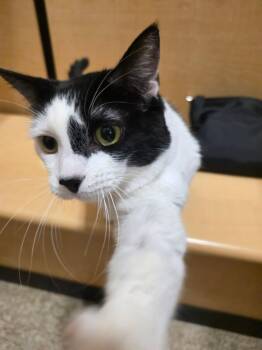Pipette -  Domestic Medium Hair Cat for Adoption in Phoenix, Arizona - Pipette | PetCurious
