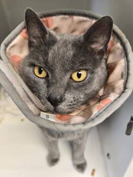 Domestic Short Hair Cats Available for Adoption in Bellingham, Washington - Papio | PetCurious