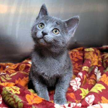 Cricket -  Domestic Short Hair Cat for Adoption in Michigan City, Indiana - Cricket | PetCurious