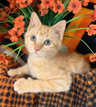 6/3/26 Maple -  Domestic Long Hair Cat for Adoption in Stillwater, Oklahoma - 6/3/26 Maple | PetCurious
