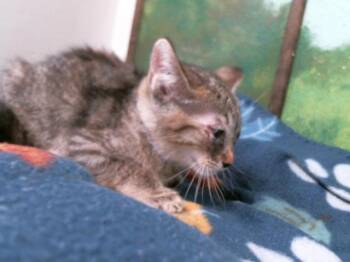 Domestic Short Hair Cats Available for Adoption in Houston, Texas - KIWI | PetCurious