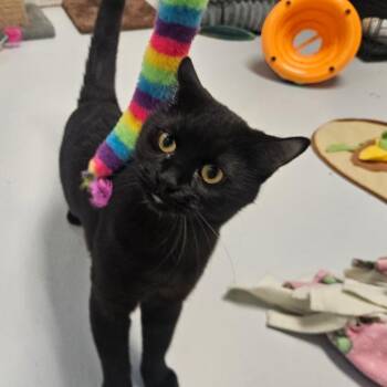 Cosmo -  Domestic Short Hair Cat for Adoption in Conway, New Hampshire - Cosmo | PetCurious