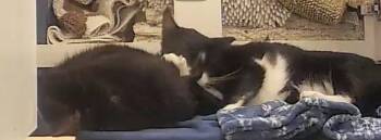 Tuxey & Pumpkin -  American Shorthair Cat for Adoption in Orlando, Florida - Tuxey & Pumpkin | PetCurious