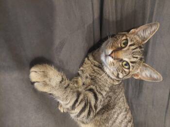 Rescue Domestic Short Hair Cats for Adoption in Newport, Kentucky - Angel | PetCurious