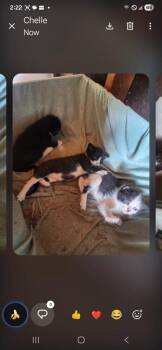 LookitMahMittens -  Domestic Short Hair Cat for Adoption in Topeka, Kansas - LookitMahMittens | PetCurious