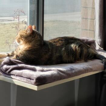 Domestic Short Hair Cats Available for Adoption - Natcho | PetCurious