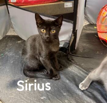 Sirius -  Domestic Short Hair Cat for Adoption in Hazlet, New Jersey - Sirius | PetCurious