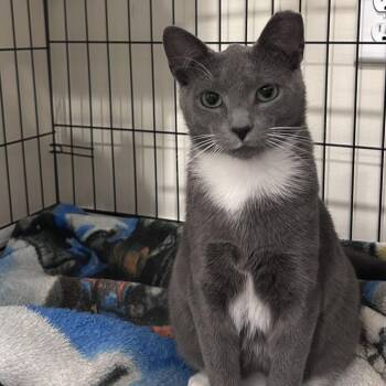 Luke Skywalker -  Domestic Short Hair Cat for Adoption in Gibsonia, Pennsylvania - Luke Skywalker | PetCurious