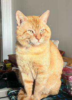 Morris -  Domestic Short Hair Cat for Adoption in Duluth, Minnesota - Morris | PetCurious