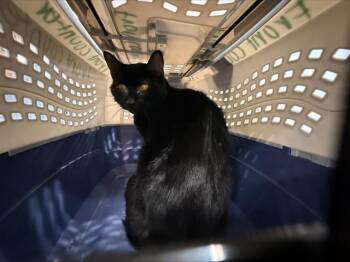 A1268897 -  Domestic Short Hair Cat for Adoption in Charlotte, North Carolina - A1268897 | PetCurious