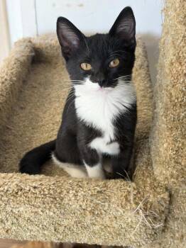 Katie -  Domestic Short Hair Cat Available for Adoption in Fremont, Nebraska - Katie | PetCurious