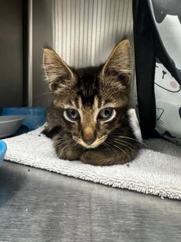Oliver -  Domestic Short Hair Cat for Adoption in Lake City, Arkansas - Oliver | PetCurious
