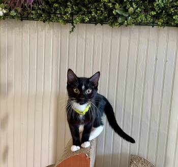 Soy -  Domestic Short Hair Cat for Adoption in North Haven, Connecticut - Soy | PetCurious