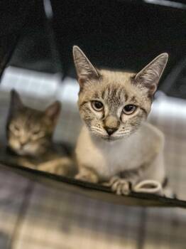 Rescue Siamese and Domestic Short Hair Cats for Adoption in Vallejo, California - Ginny (Virginia) | PetCurious