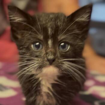 Skunks (FKA Miney) -  Domestic Short Hair Cat for Adoption in Midland, Texas - Skunks (FKA Miney) | PetCurious