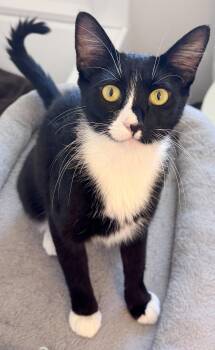 Danae -  Tuxedo and Domestic Short Hair Cat for Adoption in San Luis Obispo, California - Danae | PetCurious