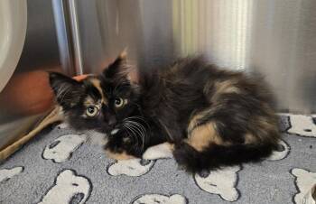 Honey -  Domestic Short Hair and Domestic Long Hair Cat for Adoption in Dickson, Tennessee - Honey | PetCurious