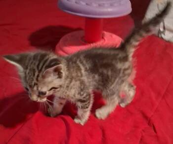 Sachet -  Domestic Short Hair Cat for Adoption in Shawnee, Oklahoma - Sachet | PetCurious