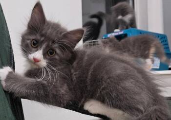 Cody -  Domestic Medium Hair Cat for Adoption in Oviedo, Florida - Cody | PetCurious