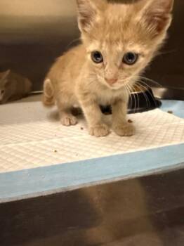 Kesler -  Domestic Short Hair Cat for Adoption in Hobbs, New Mexico - Kesler | PetCurious