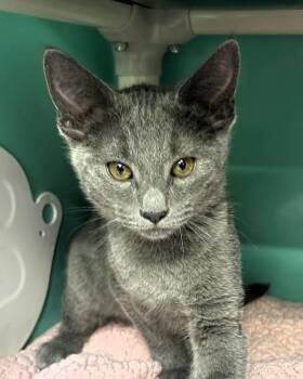 Domestic Short Hair Cats Available for Adoption in Novato, California - Cream Cup | PetCurious