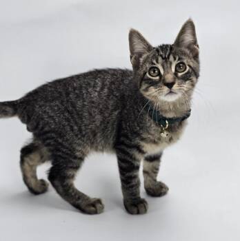 Motown -  Domestic Short Hair Cat for Adoption in Sedalia, Colorado - Motown | PetCurious