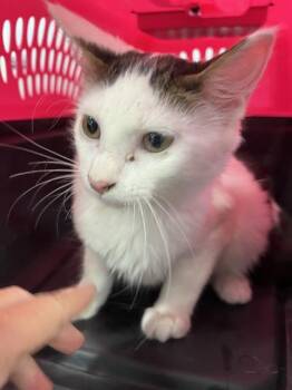 Domestic Medium Hair Cats Available for Adoption in Palmetto, Florida - A135773 | PetCurious